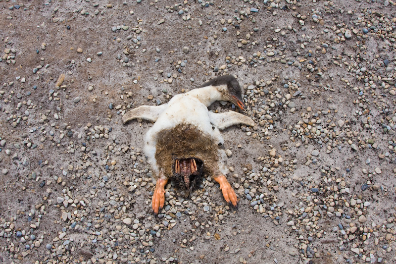 Dead Gentoo Penguin Chick